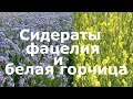 Сидераты: фацелия и белая горчица