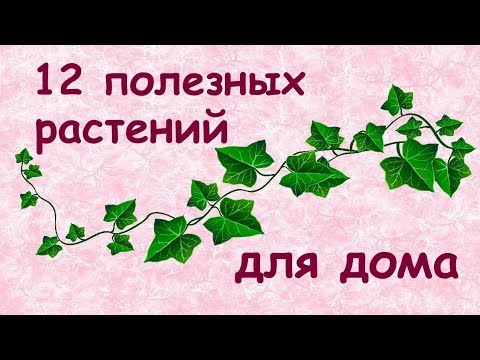 Полезные растения для дома 🌿// ТОП 12