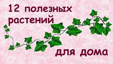 Полезные растения для дома 🌿// ТОП 12