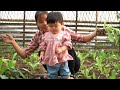 Harvest green banana bunches to sell dry them and grow green vegetables