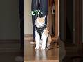 母が来た瞬間ピシッと姿勢を正す猫 #元野良猫チャチャ #猫武将 #チャチャ #ねこ #ネコ #猫#cat