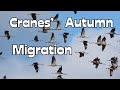 Magical autumn migration of cranes 