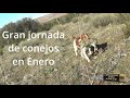 De Conejos en Enero