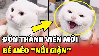 Bé mèo đáng yêu 'GIẬN DỖI' mẹ vì ĐÓN THÊM bé mèo khác về nuôi chung  | Yêu Lu