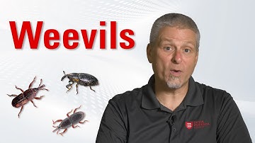 Stored Product Pests: Weevils - Identification & Control | Degesch America