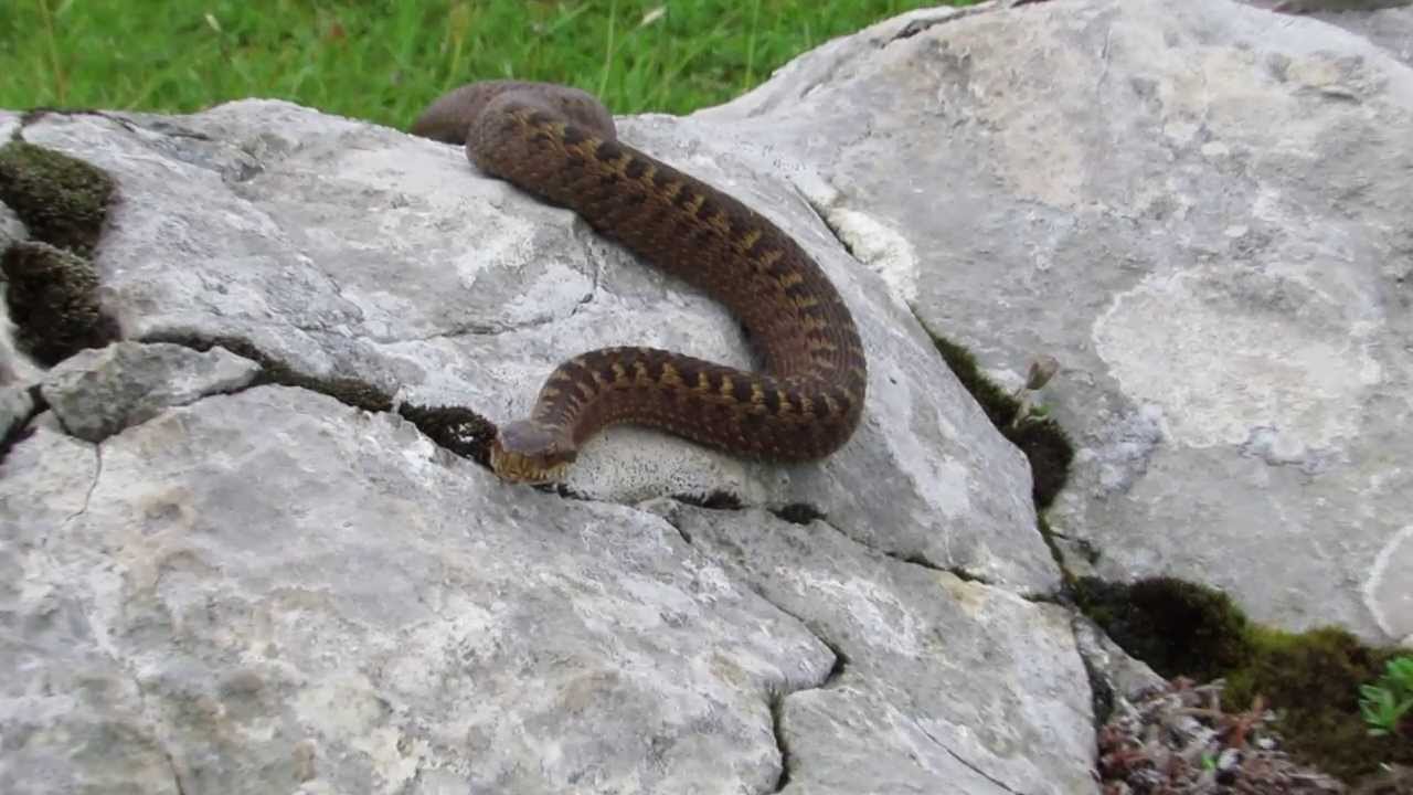 Kreuzotter auf der Hochblasse/Ammergauer Alpen Nahaufnahme