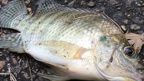 Fishing - How to make Tilapia Chum Bait(24) - Hướng Dẫn Mồi Câu Lục Cá Rô Phi