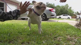 Houston man searched everywhere for his French bulldog. He was found more than 1,000 miles away