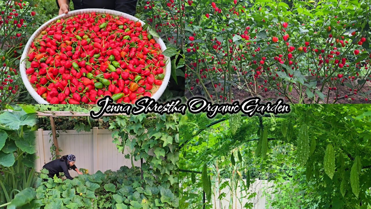 Hard Work Pays Off / Organic Dallekhursani In Usa/ Jenna Shrestha Organic Gardening In Usa  🇺🇸 🇳🇵. 