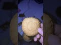 كعك عدني لذيذ