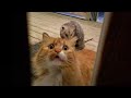 WARNING! You may lose your teeth because of laugh - FUNNY Cat compilation