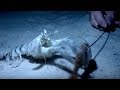 Mantis shrimps  deadly 60  bbc earth