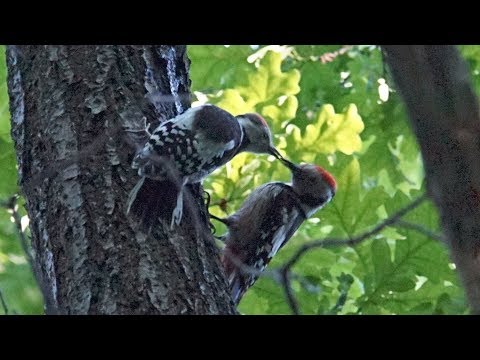 Семья дятлов