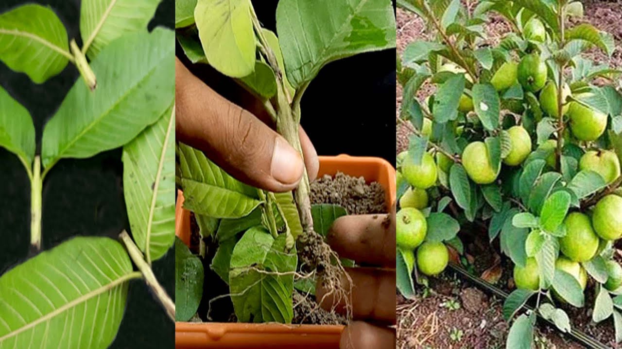 Guava Roots Guava cuttings tutorial for fast growing 100% roots only 4-8 weeks ...