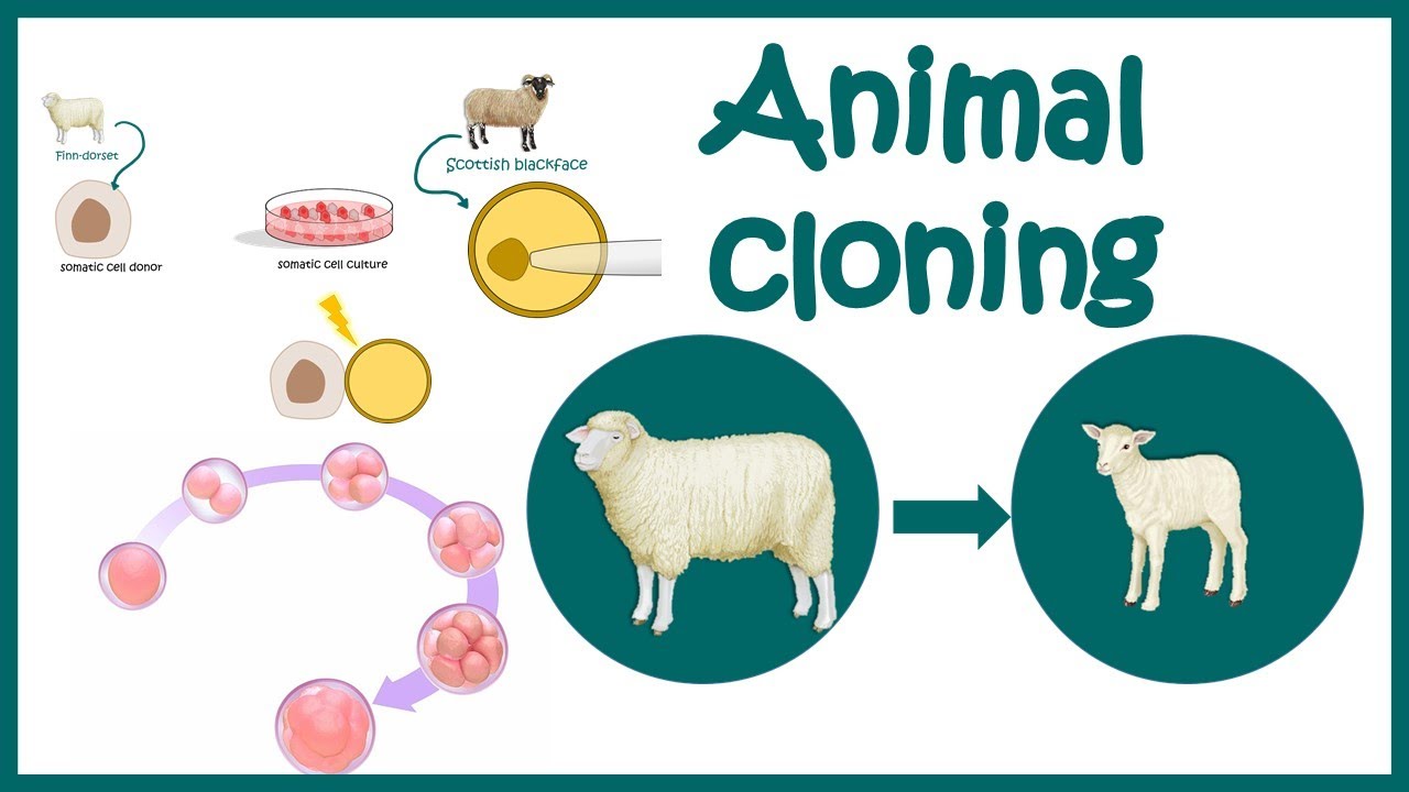 research on animal cloning