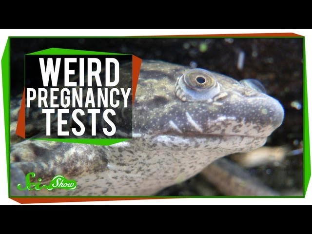 Weird Pregnancy Tests