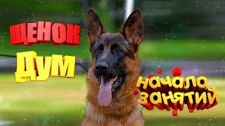 Как и когда Щенок немецкой овчарки Дум начал дрессировку у инструкторов Как и когда Щенок немецкой овчарки Дум начал дрессировку у инструкторов
