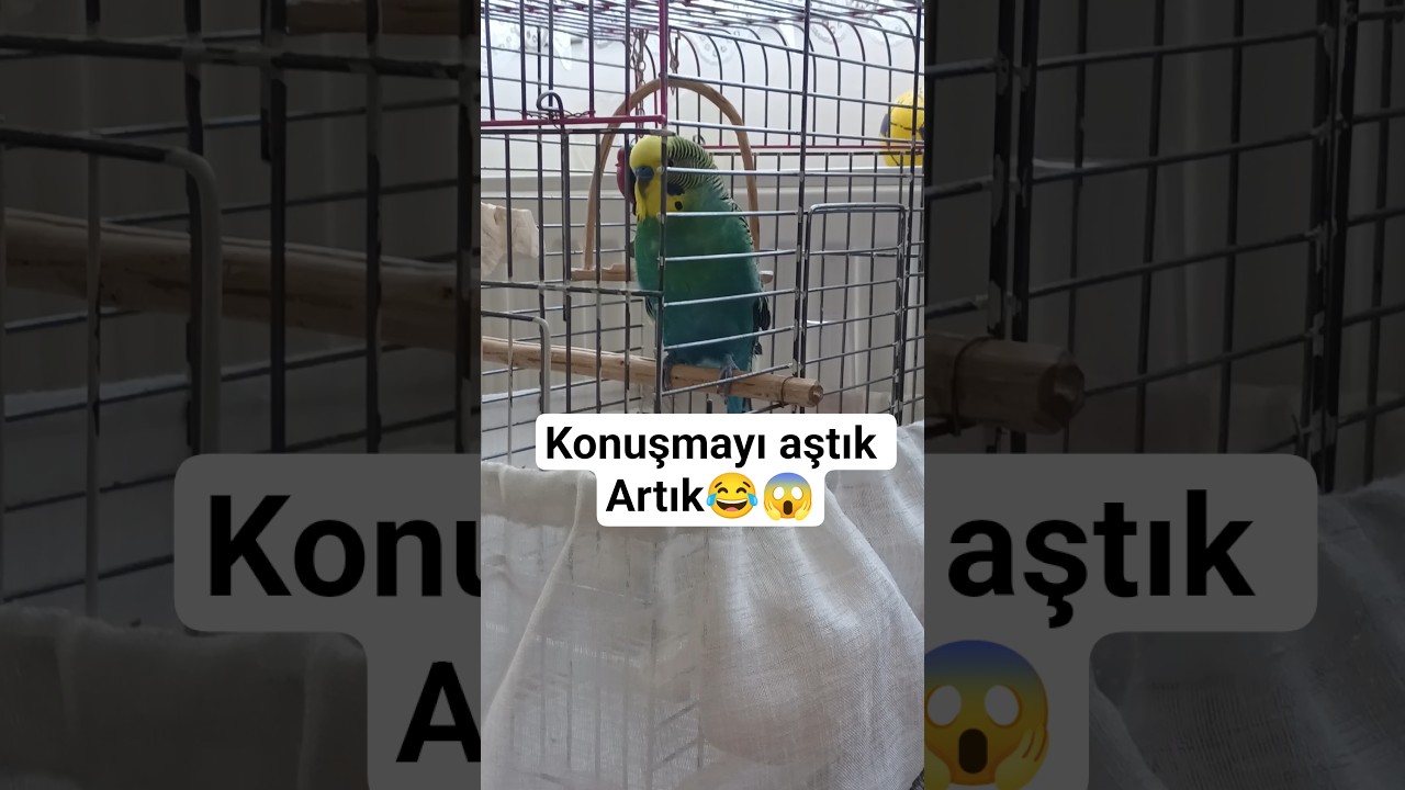 Artık beden dili ile Anlaşıyoruz #birds #konuşankuş #vogel #talkingparot #cute #budgies #parrot