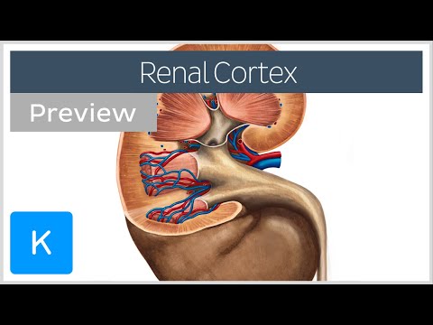 Video: Forskellen Mellem Renal Cortex Og Renal Medulla