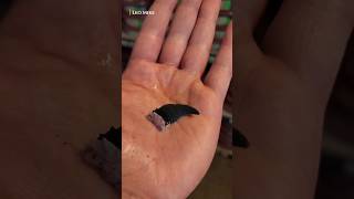 How A Lizards Tail Grows Back?