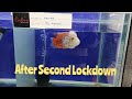 Kolathur Fish Market | Rudhra The Fish Factory | Shop Review | After Second lockdown