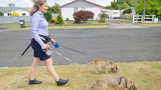 SCPI & Dogs Best Friend: How to stop pulling on lead​ by Southern Cross 22 views 2 months ago 51 seconds