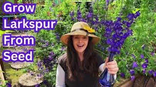 Larkspur Flowers Growing Tips & Harvesting Seeds!💜 by Garden Happy 915 views 13 days ago 6 minutes, 43 seconds