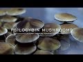 A fungi farmers perspective on psilocybin mushrooms
