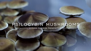 A fungi farmers perspective on psilocybin mushrooms