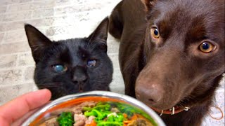 このごはんはどう？食欲を失った犬と猫に一工夫した手作りごはんあげてみると。。