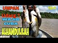 Kenapa Harus Cuba Umpan Udang Untuk Memburu Ikan Tapah? #ikantapah #tajur #umpanudang #cariikantapah