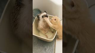 Kitten Helps Hedgehog Take a Bath… and It’s the Sweetest Thing Ever