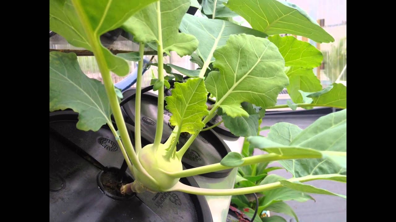 Aero Grow 19 , Aeroponik Systems