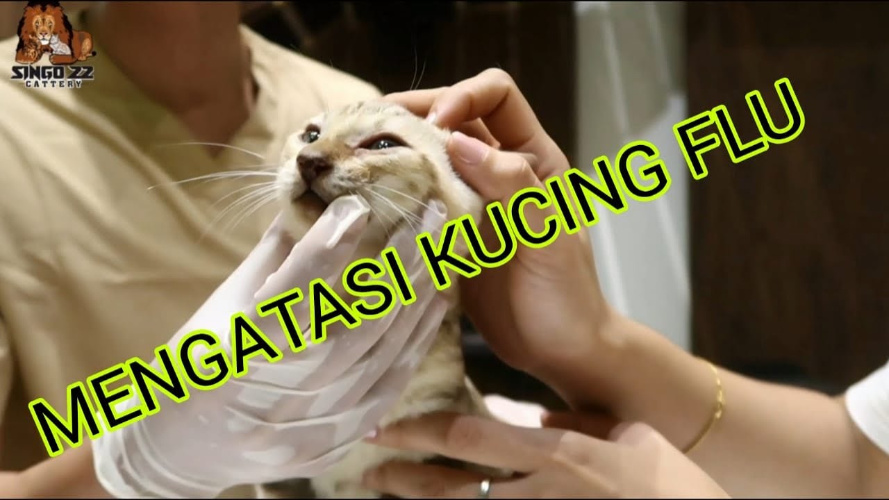  APA  ITU  CAT  FLU BERBAHAYA kah BAGAIMANA PENCEGAHANNYA 