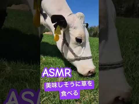 #酪農 #asmr 美味しそうに草を食べる#牛