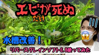 【水質改善】高アルカリ性水槽を改善！リバースグレインソフト6.8を使ってみた結果！