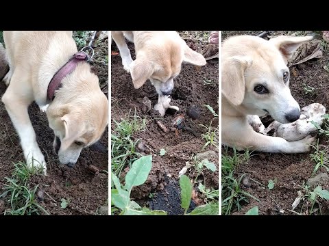 Mother Dog Tries To Bring Dead Puppy Back To Life