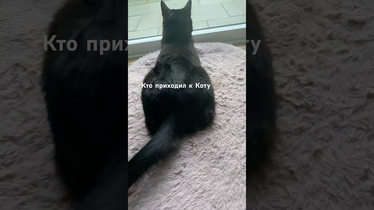 Ты не поверишь Кто приходил к коту 