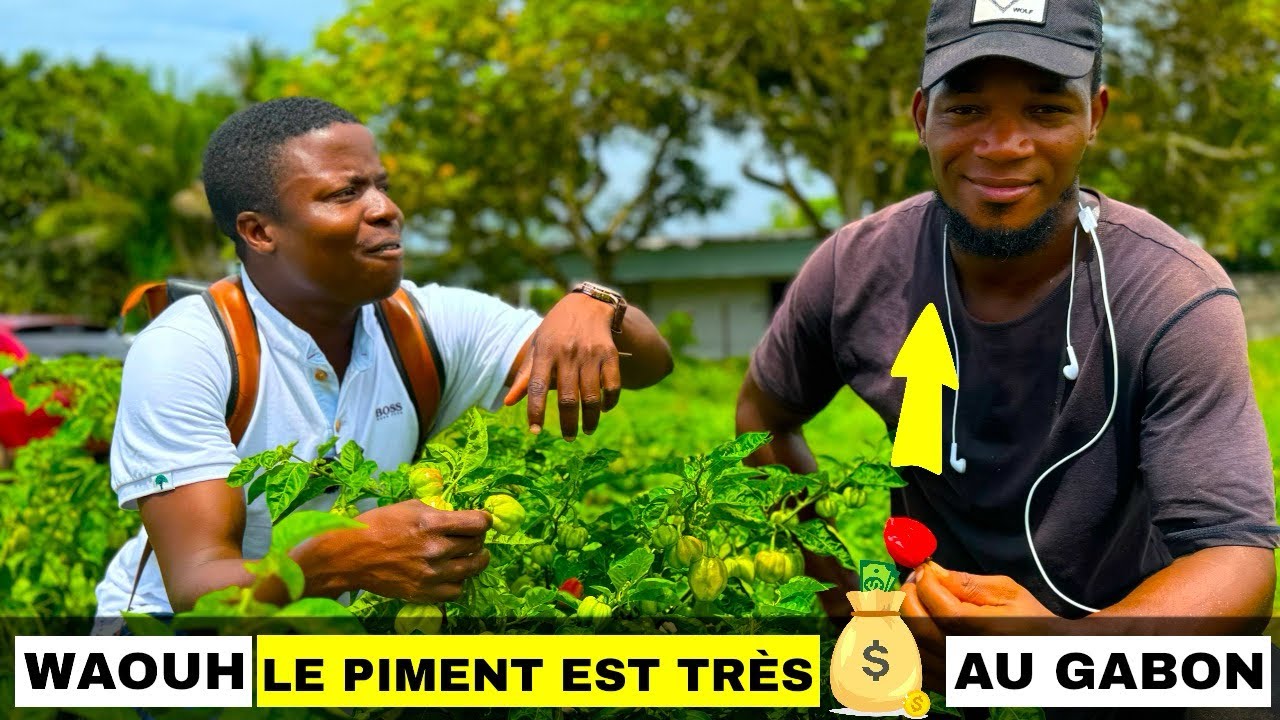 Ces jeunes gabonais gagnent 6 millions de FCFA par ha chaque mois en faisant du piment.