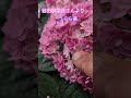 母の日　オススメ＃谷田部園芸＃うらら華＃大東市＃紫陽花