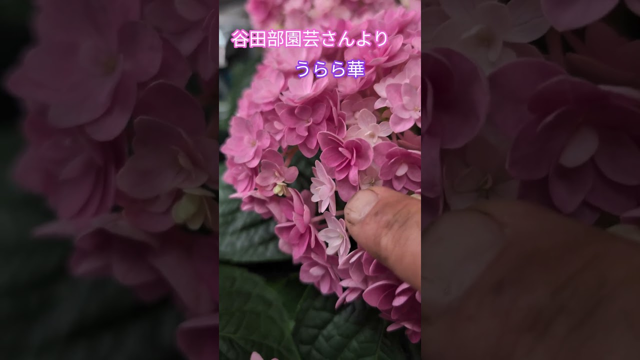 母の日　オススメ＃谷田部園芸＃うらら華＃大東市＃紫陽花