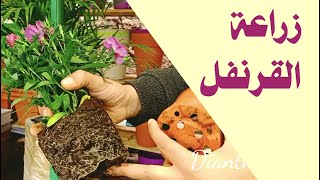 زراعة القرنفل و طريقة نقله و الاكثار منه