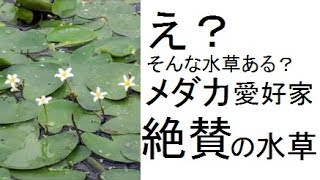 え？！そんな水草ある？メダカ愛好家絶賛の水草とは？