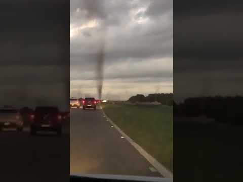 "Tornados" de mosquitos sorprenden a automovilistas cerca de Pinamar.