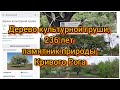 Дерево культурной груши, 236 лет памятник природы Кривого Рога