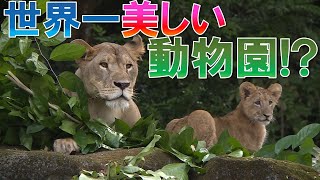 世界一美しい動物園!?【世界ＺＯＯ旅行】4月3日放送！