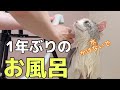1年ぶりに猫をお風呂に入れたら大絶叫してしまった猫