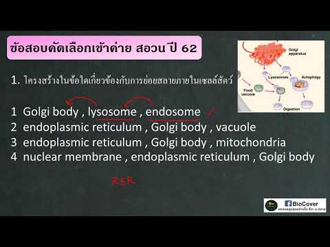 เฉลยข้อสอบเข้าค่าย สอวน ปี 62 ข้อ 1 : endosome