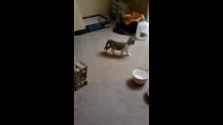 Kitten Spaz Out