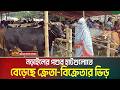 ঈদুল আজহাকে সামনে রেখে নড়াইলের পশুর হাটগুলোতে বেড়েছে ক্রেতা-বিক্রেতার ভিড়। Narail । Animal market